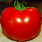Celebrity Tomato 50 Seeds Disease Resistant