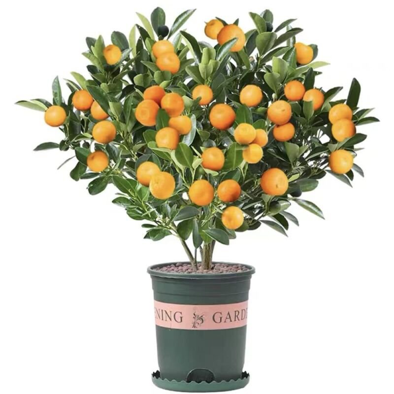 30 pcs Dwarf Bonsai Orange Tree Seeds for Planting&iuml;&iquest;&frac12;