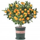 30 pcs Dwarf Bonsai Orange Tree Seeds for Planting�