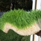 Chicken Fodder Grow Kit. 10x20 Jute Grow Medium Cloth and Wheatgrass Seeds. No C