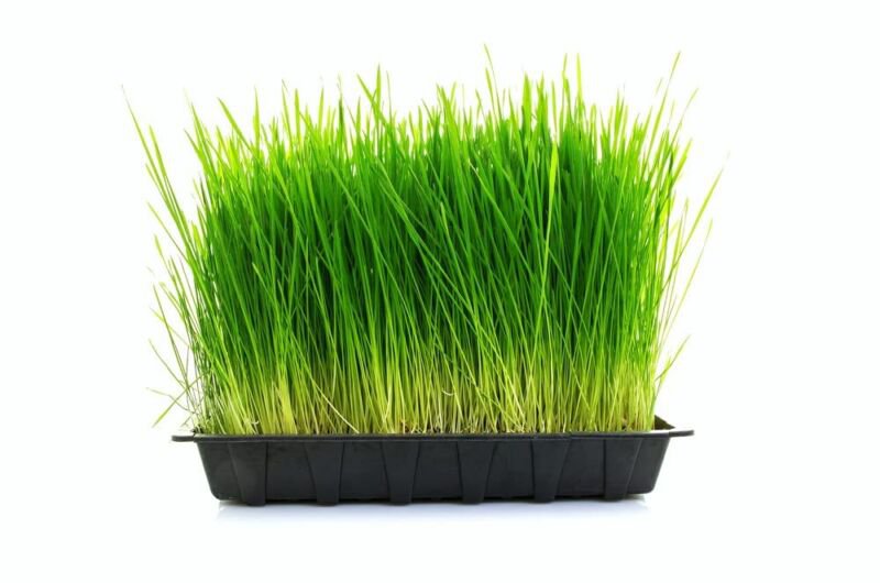 Large Complete Wheatgrass Grow Kit 10in x 20in Grow Tray and Cover (3X) Jute