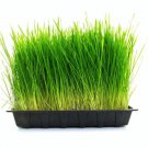 Large Complete Wheatgrass Grow Kit 10in x 20in Grow Tray and Cover (3X) Jute