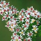 Calico Aster Seeds 100 Seeds Easy to Grow Perennial Flowers S