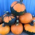10 Batwing Pumpkin Seeds Pumpkins Appear to Have a Black Cape