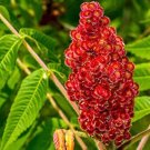 30 Staghorn Sumac Tree Seeds Vibrant Summer Bloooms Rhus typhina