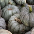 Queensland Blue Pumpkin Seeds 10 Seeds Packet Easy to Grow