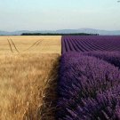 Lavender Seeds to Grow 500+ Seeds Grow This Fragrant Spice in Your Own Garde