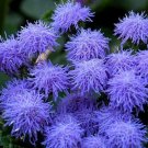 Blue Mink Flossflower Seeds (500 Seeds) Ageratum houstonianum