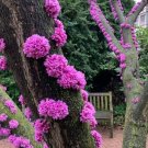 Judas Tree Seeds 20 Seeds Flowering Tree Prized for Yard Garde
