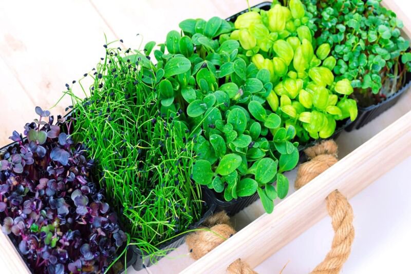 Microgreens Mix Basil Onion Radish Alfalfa Wheatgrass 5 of The Best Micr