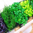 Microgreens Mix Basil Onion Radish Alfalfa Wheatgrass 5 of The Best Micr