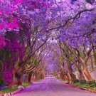 Blue Jacaranda Tree Seeds (30 Pack)