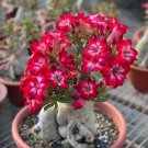 15 Adenium Bonsai Tree Seeds Blooming Desert Rose Easy to Grow Indoors