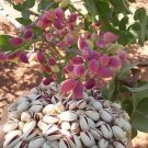 5 Pistachio Nut Tree Seeds Pistacia Vera