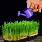 5 Pounds of Wheat Microgreens Seeds to Grow Wheat Berries to Germinate