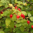 Woods' Rose Seeds (50 Seeds) Rosa woodsii
