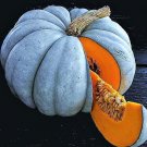 Exotic Blue Pumpkin Seeds 10 Seeds Packet Blue Jarrahdale Pumpkin Seeds