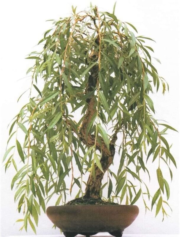 Anna's Weeping Willow Bonsai Tree Cutting Very Attractive Gold Bark and Vibran