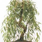 Anna's Weeping Willow Bonsai Tree Cutting Very Attractive Gold Bark and Vibran