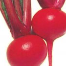 Red Round Turnip Seeds 100 Seeds Exotic Heirloom Garden Seeds