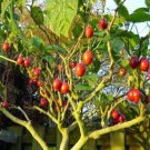 Tomato Tree Bonsai Seeds 10 Rare Seeds Tamarillo Cyphomandra b