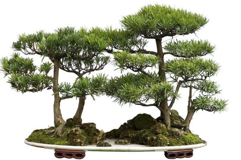 Bonsai Tree Seeds Western Red Cedar Thuja plicata 30 Seeds