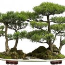 Bonsai Tree Seeds Western Red Cedar Thuja plicata 30 Seeds