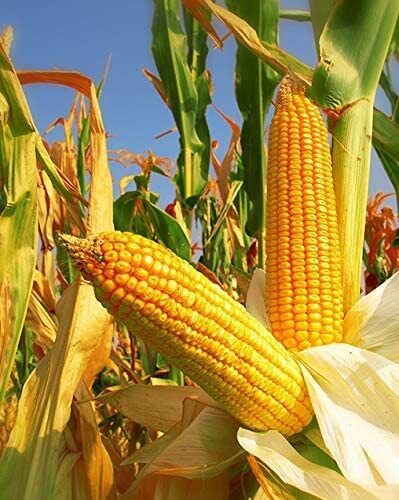 1050 Yellow Dent Corn Seeds Kernels Grain Corn Field Corn or Feed N