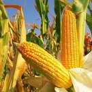 1050 Yellow Dent Corn Seeds Kernels Grain Corn Field Corn or Feed N
