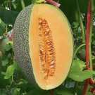 200+ Cantaloupe Seeds Vine Fruit Seed Fruit Plant Home Garden NonGM