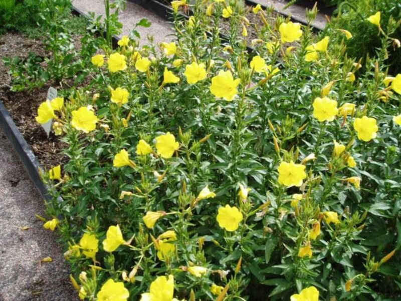 Evening Primrose Seeds 100 Seeds