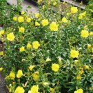 Evening Primrose Seeds 100 Seeds
