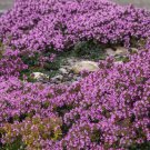 600+ Purple Carpet Creeping Thyme Perennial Ground Cover Plant Seeds Heirloom