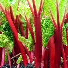 50+ Victoria Rhubarb Crown Seeds Red Swiss Chard Vegetable Seed