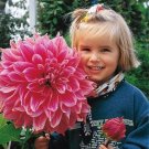 Giant Dahlia Dinner Plate Flower Seeds Exotic Mix 100+ Seeds Made in USA