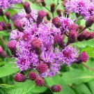 Ironweed Seeds (100 Seeds) Vernonia gigantea