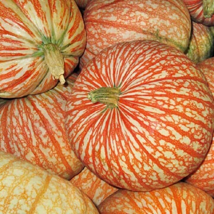 Rare One Too Many Pumpkin Seeds 10 Seeds Exotic Striped Pumpkin