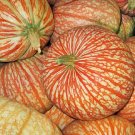 Rare One Too Many Pumpkin Seeds 10 Seeds Exotic Striped Pumpkin