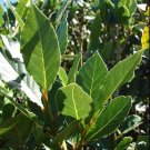 2 Peach Leaf Willow Tree Cuttings Grow Rare Bay Leaf Willow