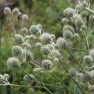 25 White Glitter Sea Holly Seeds Eryngium Flower Seeds
