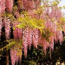 Rare Pink Wisteria Bonsai Tree Seeds 5 Seeds Highly Prized Japanese Wisteria