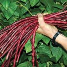 Red Yard Long Bean Seeds 20 Seeds Asparagus Bean Snake Bean