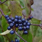 Silky Dogwood Seeds 30 Seeds Cornus Amomum