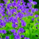 Wild Blue Indigo Bush Seeds (100 Seeds) Baptisia Australis