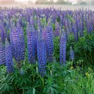 Blue Lupine Flower Seeds 200+ Seeds Easy to Grow Wildflower