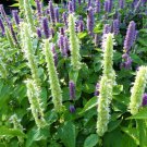 Purple Giant Hyssop Seeds (500 Seeds) Stunning Wildflowers Agasta