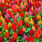 100+ Celosia Seeds Mixed Color Pampas Plume Made in USA Celosia Seeds