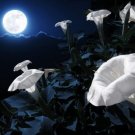 Midnight White Flower Seeds (25 Seeds) Blooms at Night Reflects