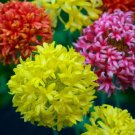Indian Blanket Flower Seeds Double Mix (100 Seeds) Exotic Garden Flowers M
