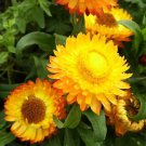 100+ Golden Yellow Strawflower Seeds Made in USA Ships from Iowa